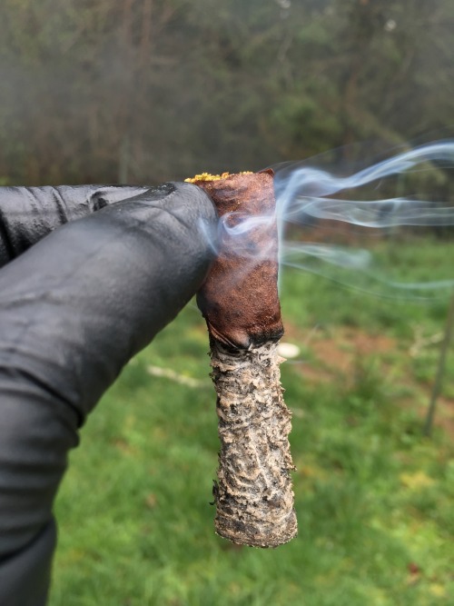 The backwood ash game, how long can you get yours?