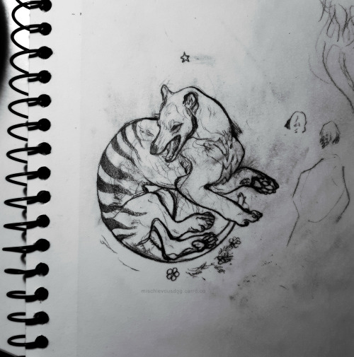 Late night thylacine scribble