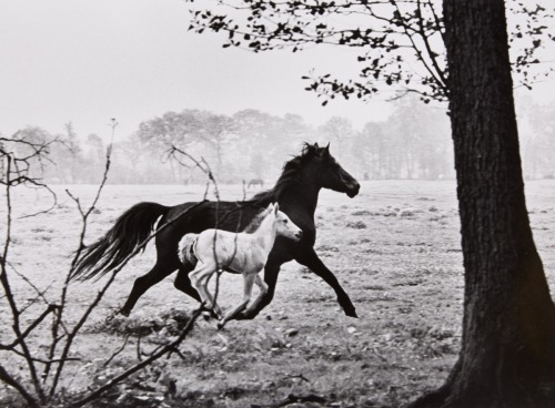 flashofgod:  Peter Thomann, Mare with Foal, 1963. 