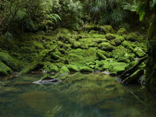 90377: The Green Pool ~ Bullock Creek by adult photos