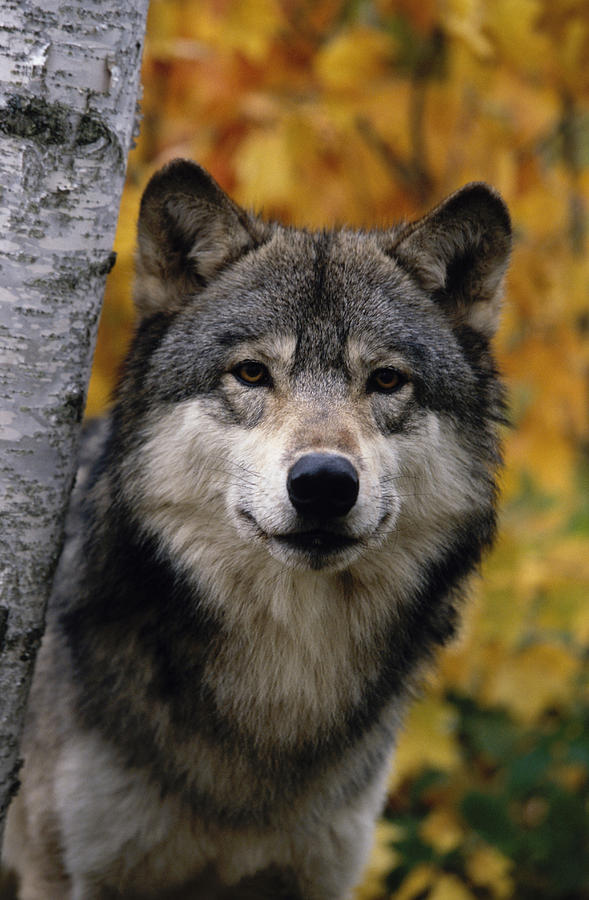 wolveswolves:By Michael DeYoung