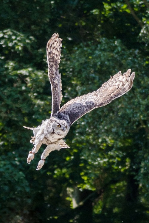 alecsgrg:  Great horned owl | ( by Lynsey Thomas )