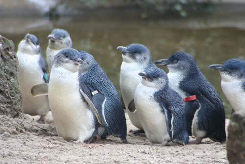 Porn photo fckyeah-penguins:  Penguins on parade by