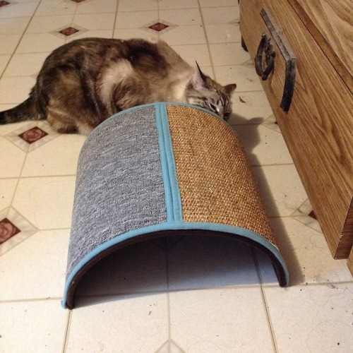 We got Gintoki a new scratching post thing! She has not really played with this, She has eaten cat n