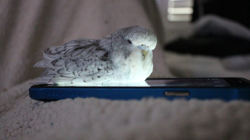 coelasquid: lilbudgies: Dylan, give me back my phone.  I did not know budgies could lofe.
