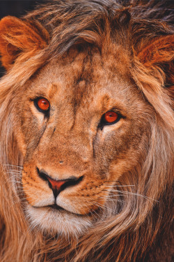 imposingtrends:  Young Simba | IT | Facebook | Instagram