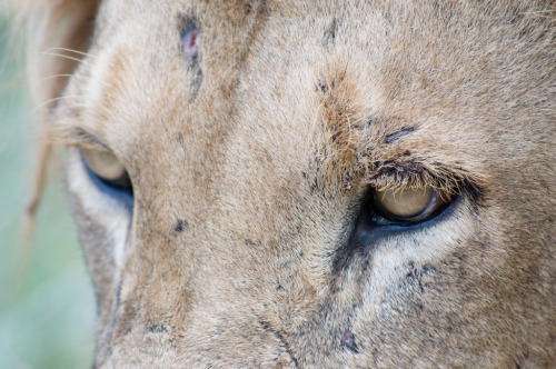 lionappreciationblog:Photos: Chris Eason