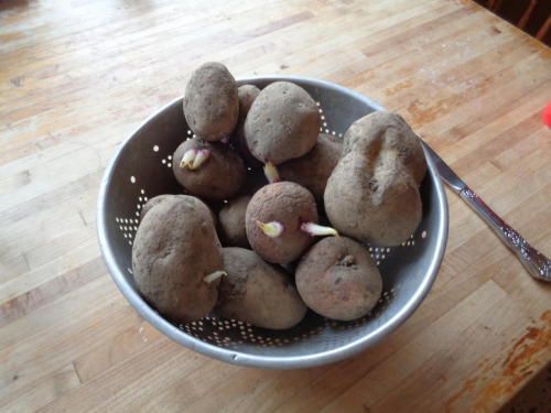    Potatoes in the attic are doing fine, but they can tell with their mysterious potato se