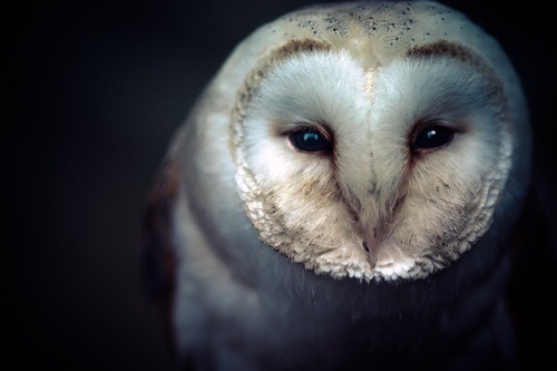 Porn Owls photos