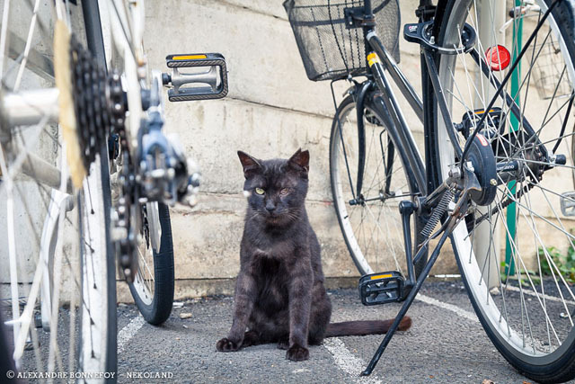 japontotal:  Fotógrafo francés redescubre a los gatos callejeros en Japón El fotógrafo