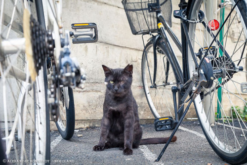 japontotal:  Fotógrafo francés redescubre a los gatos callejeros en Japón El fotógrafo profesional Alexandre Bonnefoy viajó a Japón en busca de “fotografías de fauna urbana”, pero acabó creando una serie de curiosas capturas que muestran a