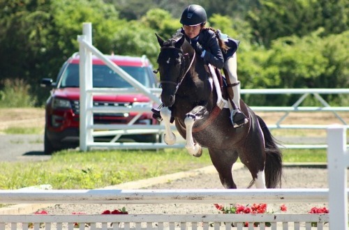 horse jumping