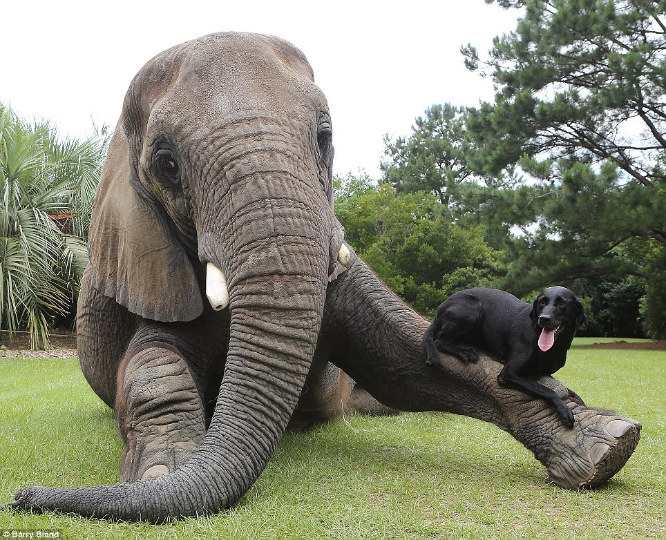 phototoartguy:  Just point your trunk to where you threw my ball… Charming pictures