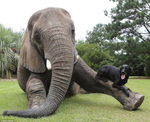phototoartguy:Just point your trunk to where you threw my ball… Charming pictures of orphaned elepha