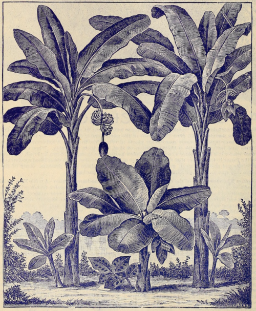 nemfrog:Banana plants. Catalogue of rare Florida flowers and fruits. 1892. 
