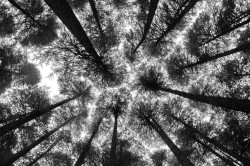 artblackwhite:  Treetops by ajxthomas Himachal,India,Manali,abstract,black and white,nature,sunlight,trees