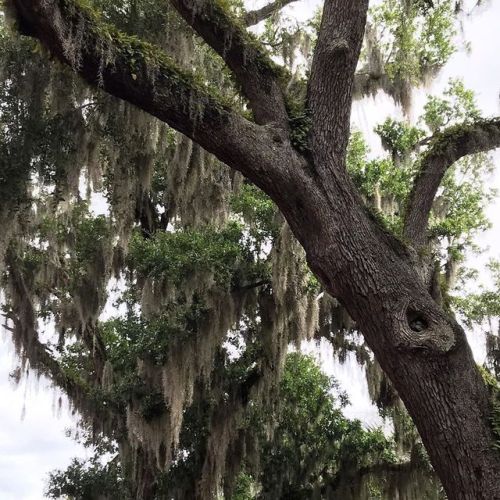 There are such beautiful old trees in St. Augustine. #familytime #onvacation (at St. Augustine Histo