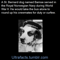ultrafacts:Bamse lifted the morale of the ship’s crew, and became well known to the local civilian population. In battle, he would stand on the front gun tower of the boat, and the crew made him a special metal helmet. His acts of heroism included