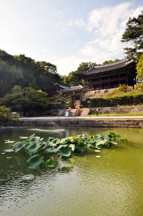 secret gardens.changdeok palace, seoul.