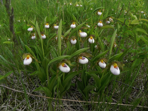 testicle plants! orquidofilia:  A small portion porn pictures