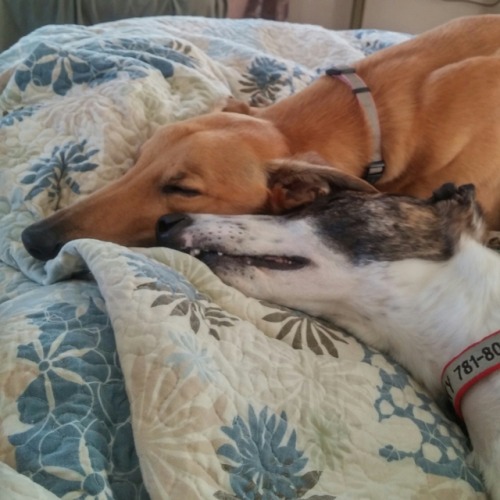 Greyhound snuggle snoots Candy Corn and Chocky are inseparable. (This is just a few pictures of them