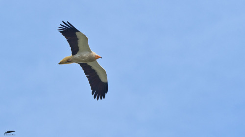 Egyptian Vulture - Abutre do Egipto (Neophron percnopterus)Freixo de Espada à Cinta-Figueira 