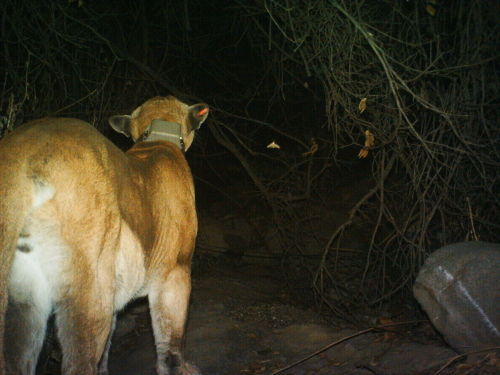 Mountain Lion (P-22) - Griffith Park