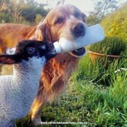 The Dog and the Lamb.
(source: http://bit.ly/1TCys0K)