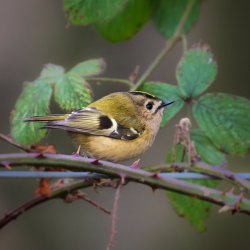 Pagewoman:    Goldcrest By Paula Redmond 