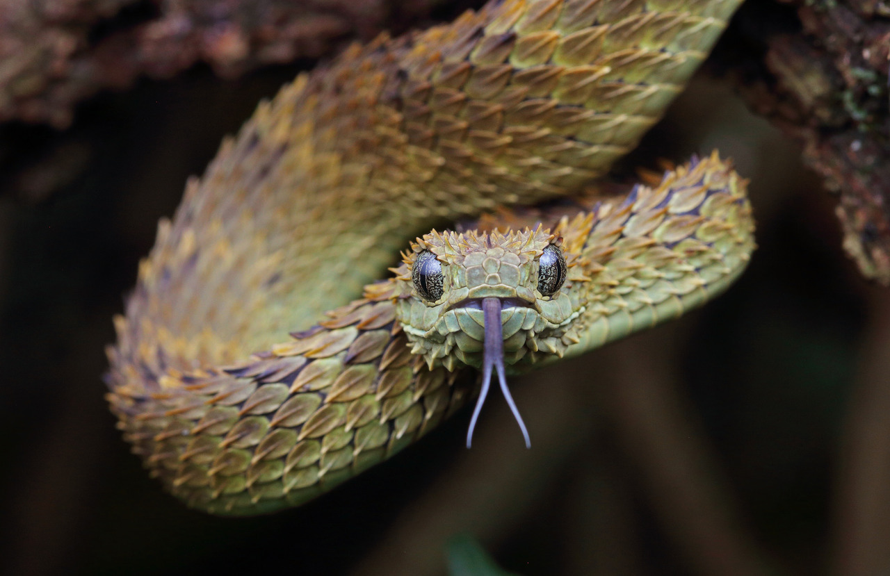 Spiny bush viper / Atheris hispida, The spiny bush viper is…