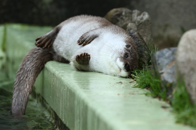 dailyotter:  Otter Relaxes on the Pool’s Edge Via Beginners Blog Otter 
