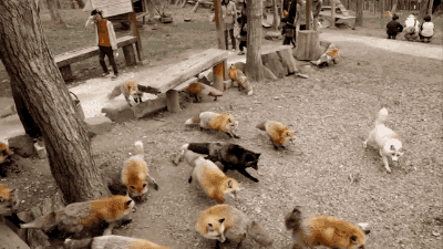 gifsboom:  Awwww…Swarms of foxes with extremely fluffy !! [video] [fox-info .net]