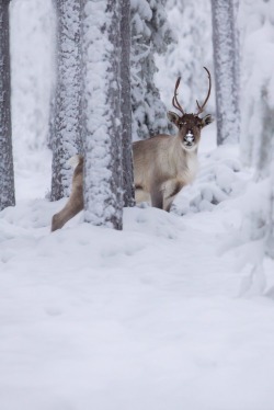 hawxr:  Tale of winter forest | Jonna Ruuska