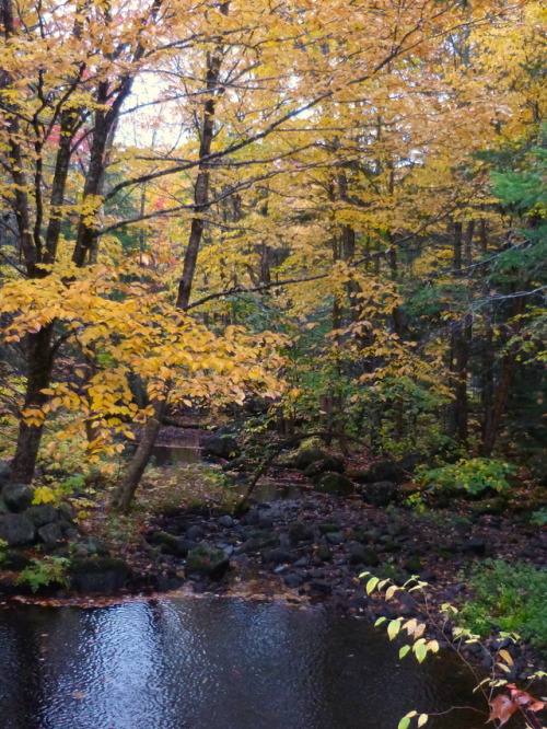 The leaves are REALLY GOOD this year! (I had to edit these photos a bit for accuracy because my came