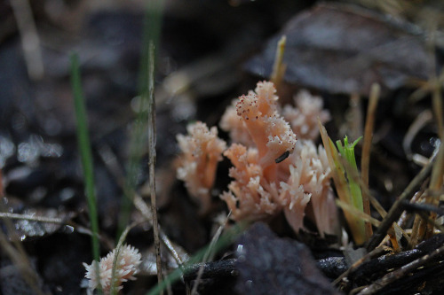 109pm: Ramaria botrytis Steiglitz, Brisbane Ranges, VictoriaEarly Winter, June 2014Taken on 60mm Mac