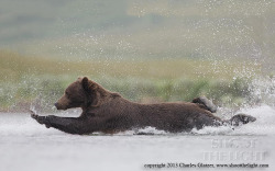 magicalnaturetour:  Brown bear plunge by Charles Glatzer