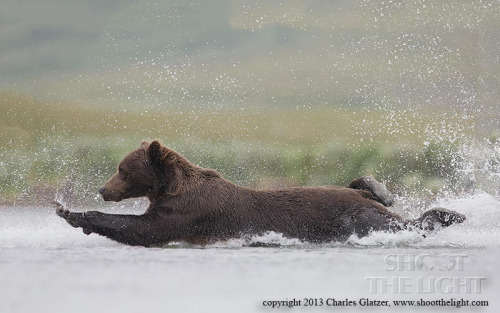 Porn photo magicalnaturetour:  Brown bear plunge by