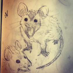 Katana-Zelda-Hal-Fang:baby Opossums Are My Favorite :V #Sketch #:V #Opossum