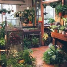 raspberrymornings:journals and indoor garden cottagecore moodboard, for @rainyjungle
