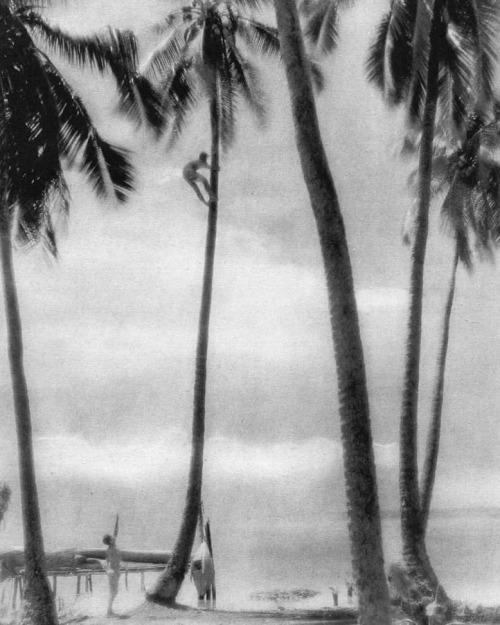 equatorjournal:Tahiti, 1933. Author unknown.https://www.instagram.com/p/CLfIulXgdc-/?igshid=q7d14xzt