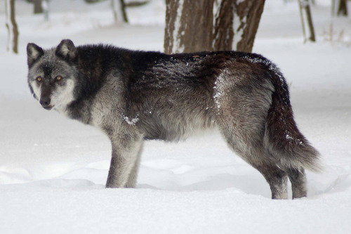 wolveswolves:Tundra wolf (Canis lupus albus) called Navar at the Wild Spirit Wolf Sanctuary