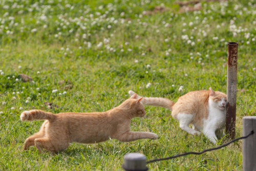 cat-pic:  前見ろ前ーーーッ！！