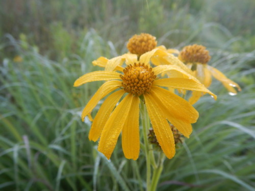 cedar-glade:Verbesina helianthoidesWingstem false sunflower, or Yellow Crownbeard, inundated in morn