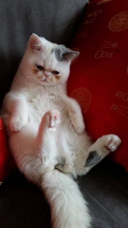 Follow cleopatra-cutiepaw