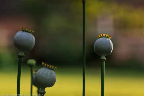 Madame, Monsieur et Mademoiselle- Papaver somniferum From ©Collection Série Noire 2014-2