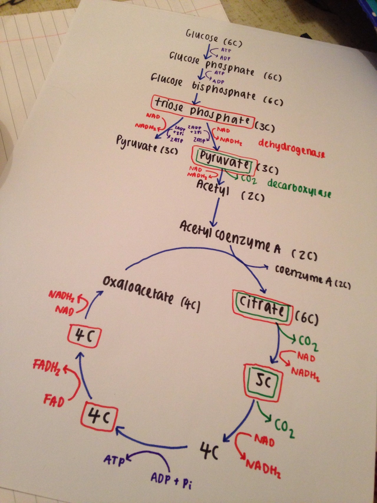 tostudymedicine:  respiration summary sheet 📚 