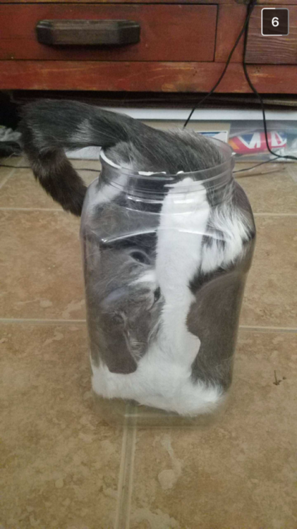 unflatteringcatselfies:she climbed in when we weren’t looking…we had to turn the container upside do