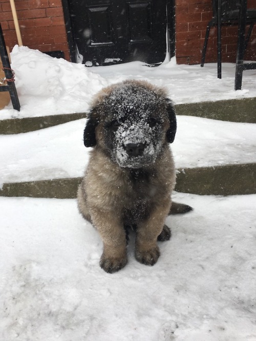 endless-puppies:Not sure he enjoyed the snow