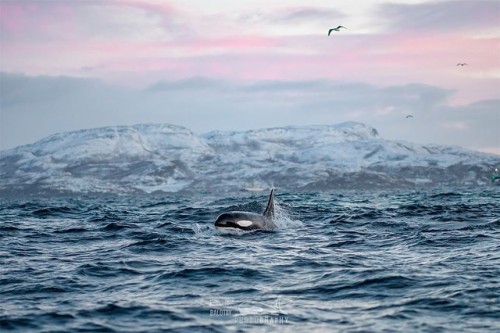 Back on the Water with an Orca Calf. To read this story (and more!), follow the link in our bio.⁠⠀⠀ 