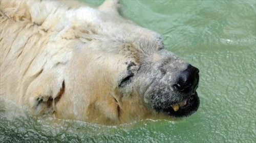 adviceforvegans:
“ Arturo lives in the blistering sun of Argentina. A naturally Arctic animal spends his days living in 104 degrees Fahrenheit (40 degrees Celsius) of nothing but heat.
If this upsets you as much as it upsets me, please consider...